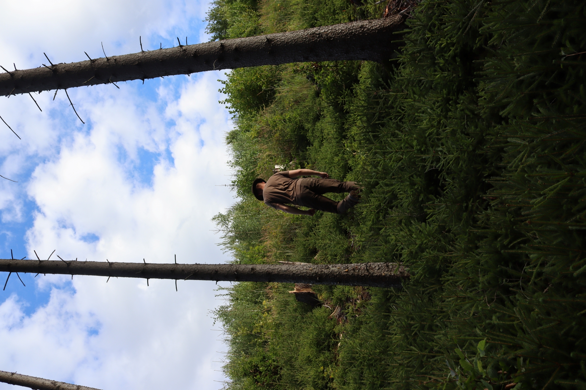 FachForester v praxi