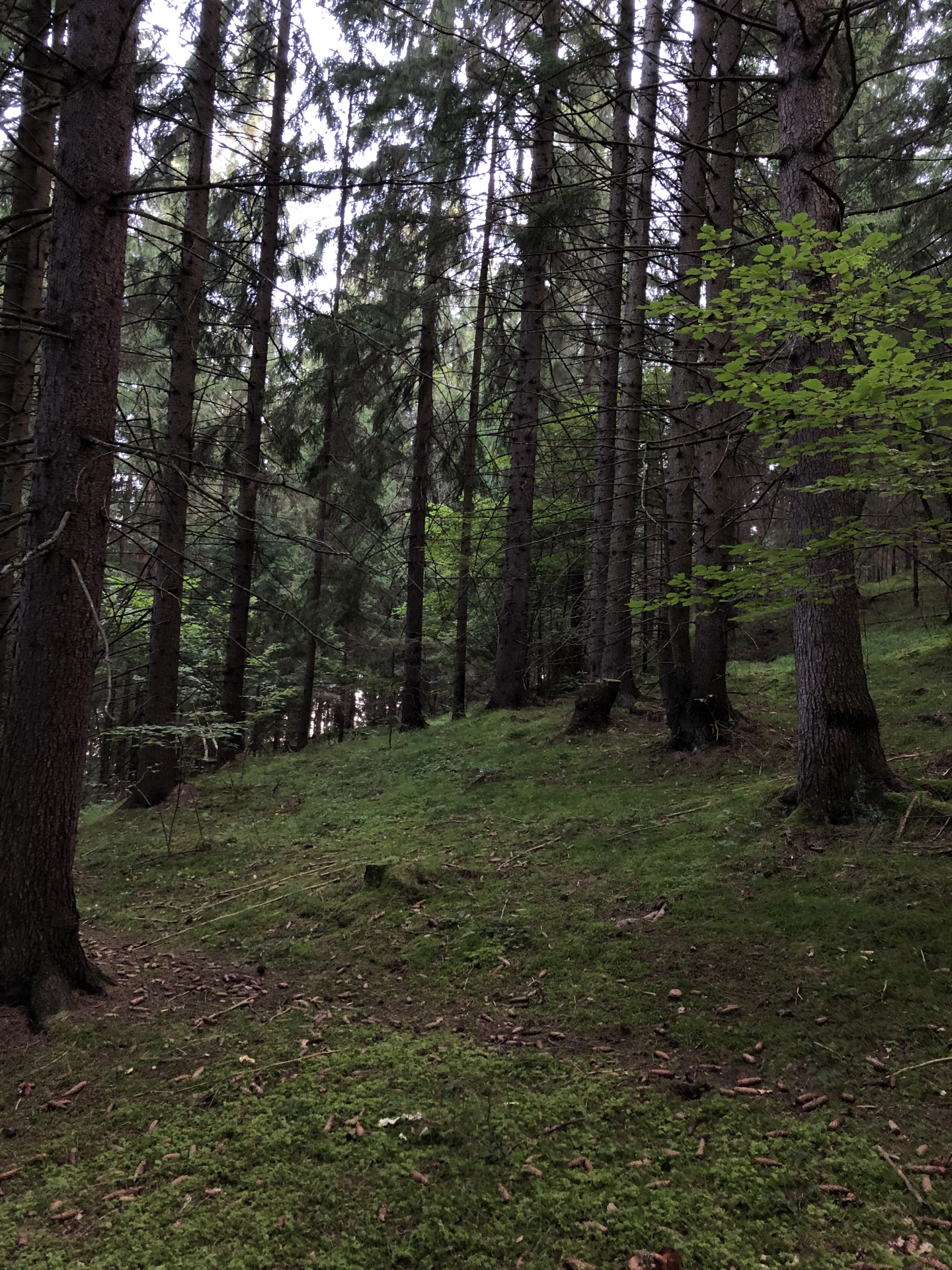 FachForester v praxi