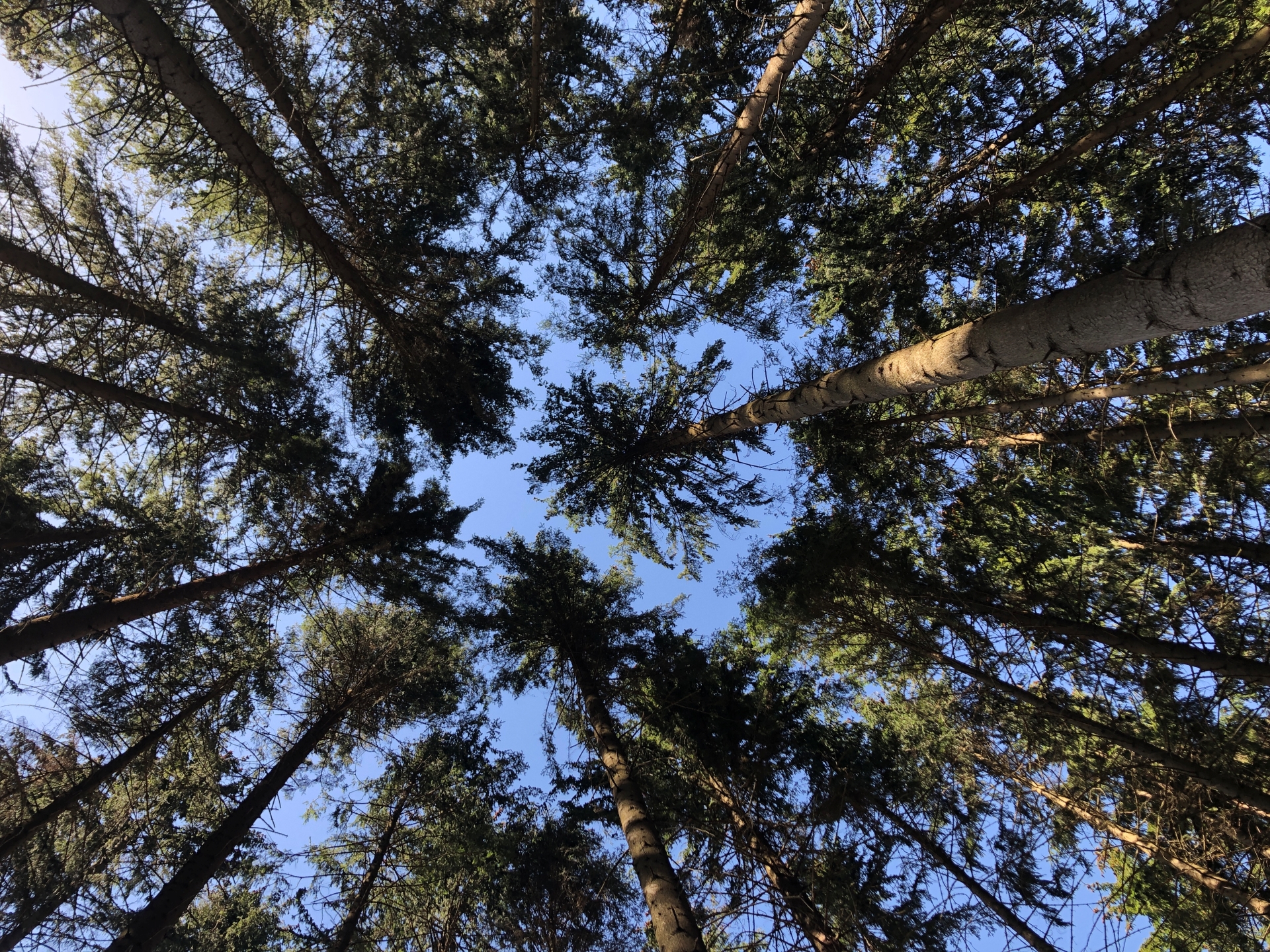 FachForester v praxi