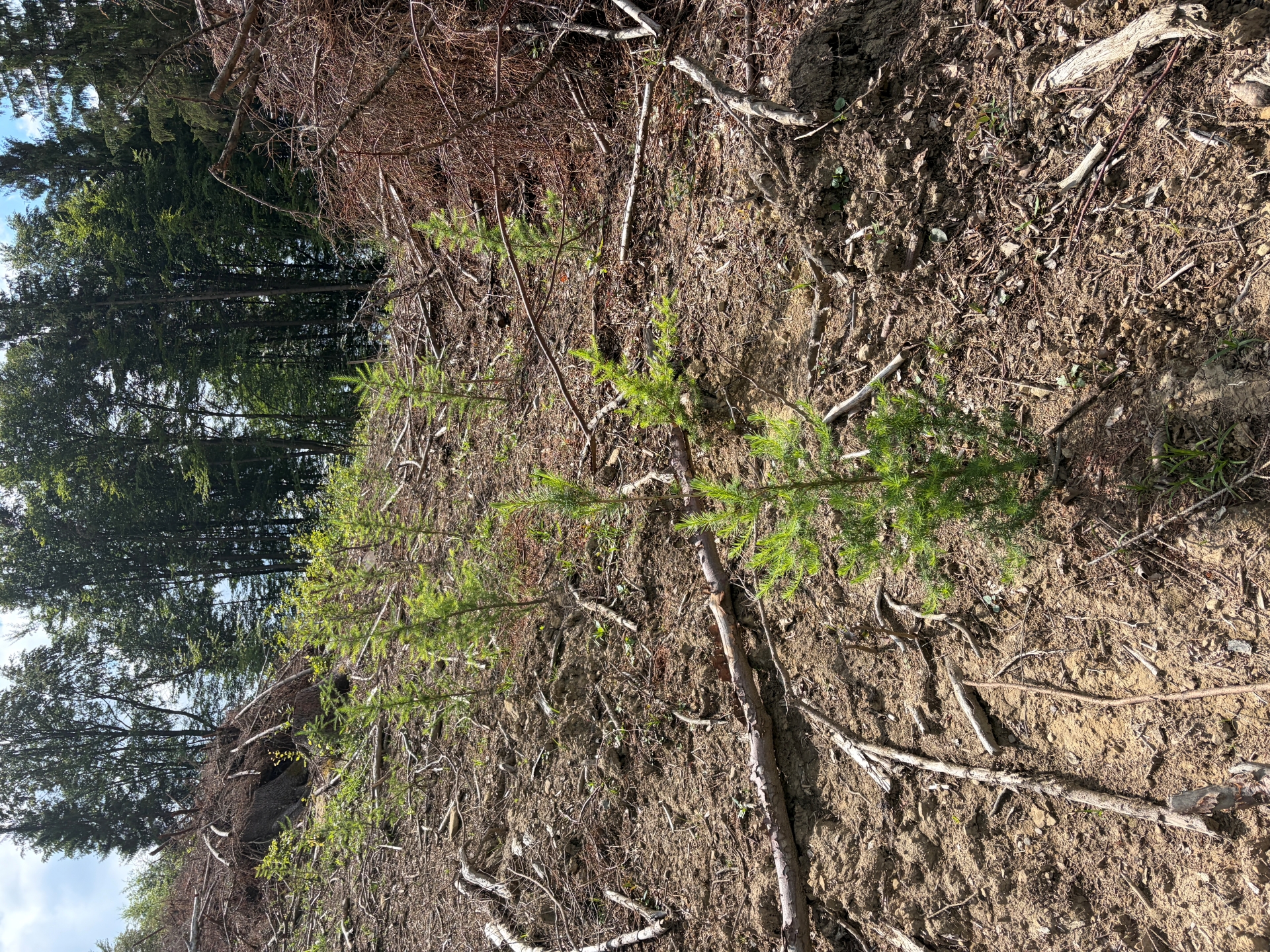 FachForester v praxi