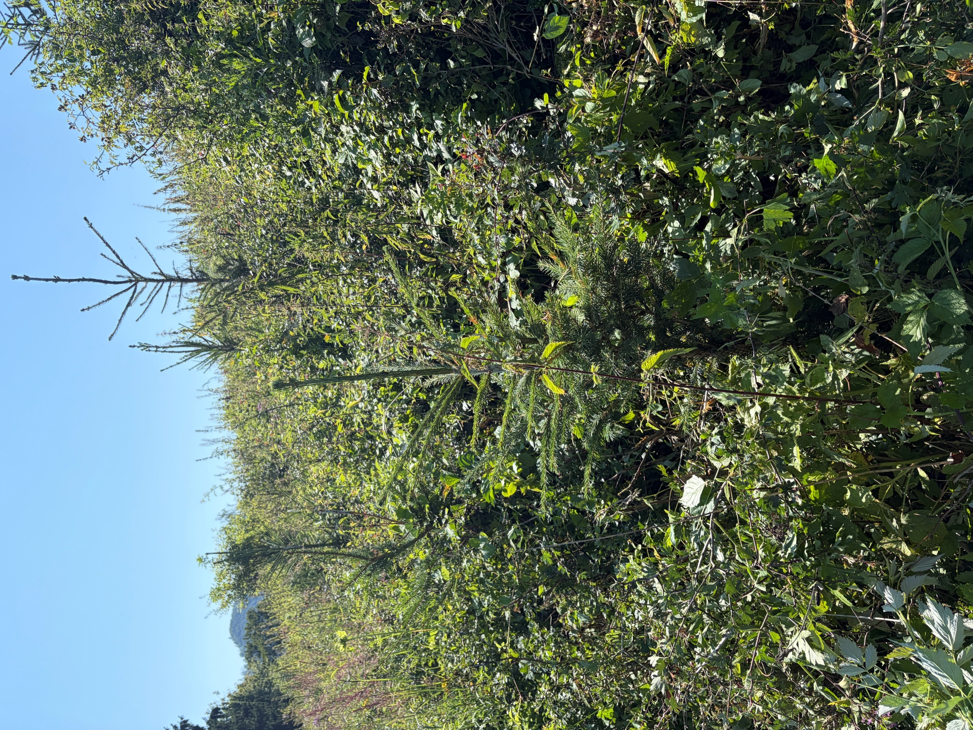 FachForester v praxi