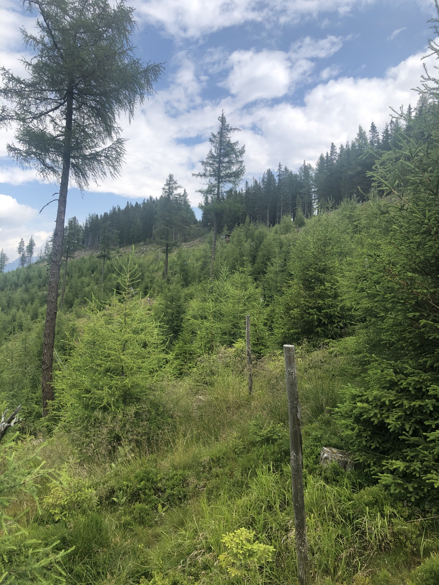 FachForester v praxi